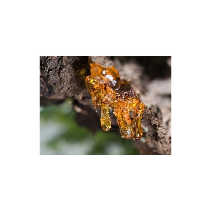 Compre Aceite de copaíba | 100% natural por 18,90 € ahora