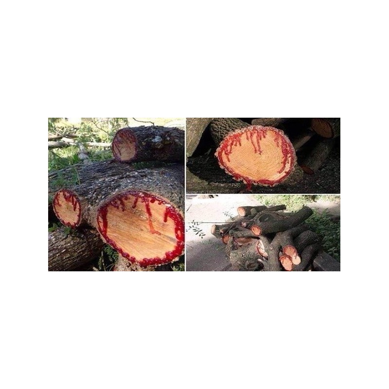 Compre Sangre de Drago | 100% recolectado de forma silvestre por 16,90 € ahora