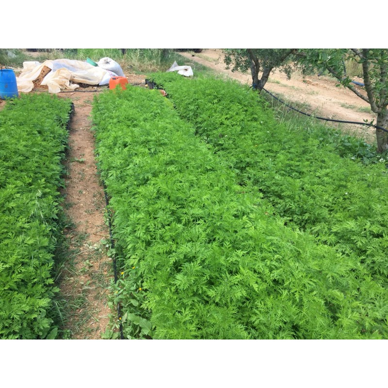 Artemisia annua | 100% reine Blätter (100g) für 23,90 € jetzt kaufen